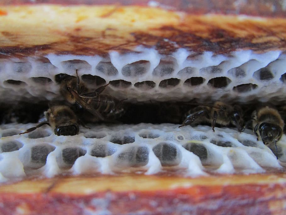 alveoli, hive, radius, bees, close-up, macro, no people, extreme close-up HD wallpaper
