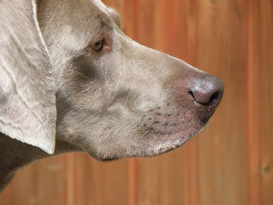 dog, snout, portrait, head, weimaraner, hound, one animal, domestic HD wallpaper