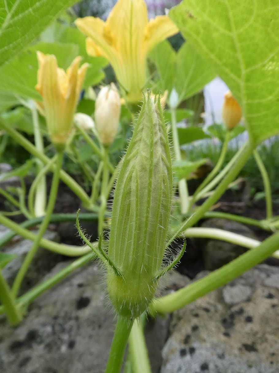 pumpkin, bud, close up, growth, plant, green color, close-up HD wallpaper