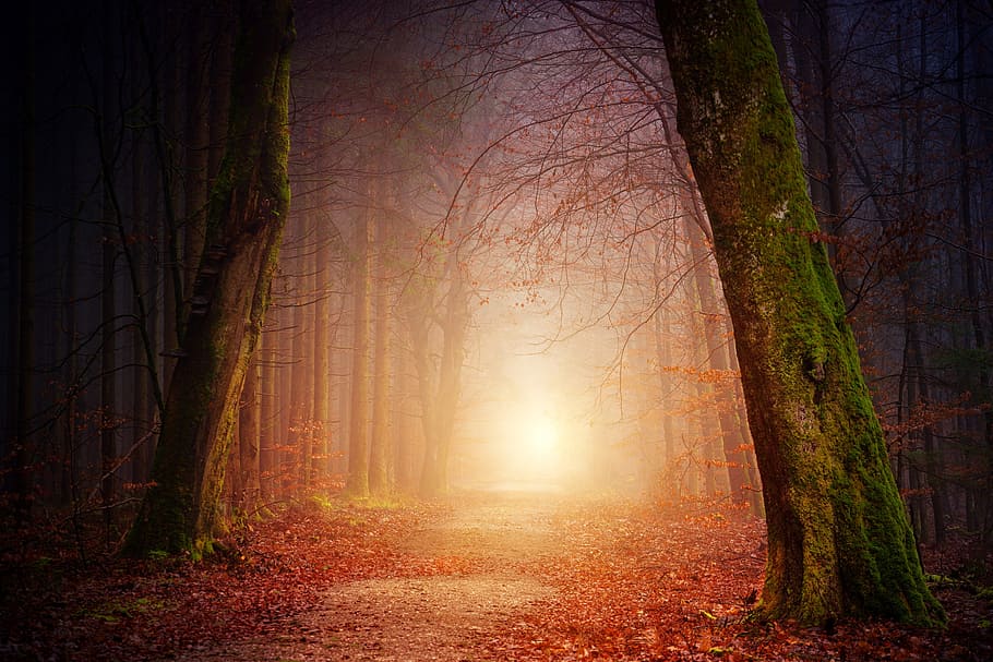 trees and leaves art, nature, wood, light, sun, fog, foggy, forest, HD wallpaper