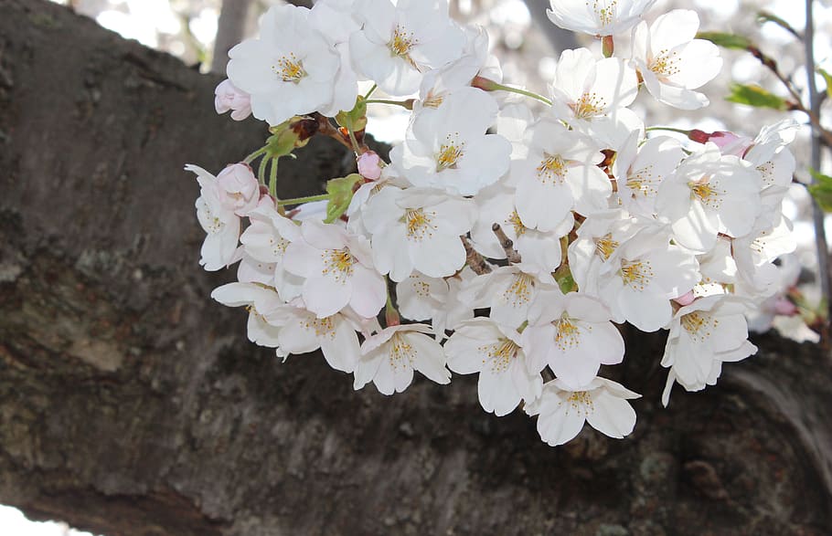 sakura cherry blossoms, spring, high park, flowering plant HD wallpaper