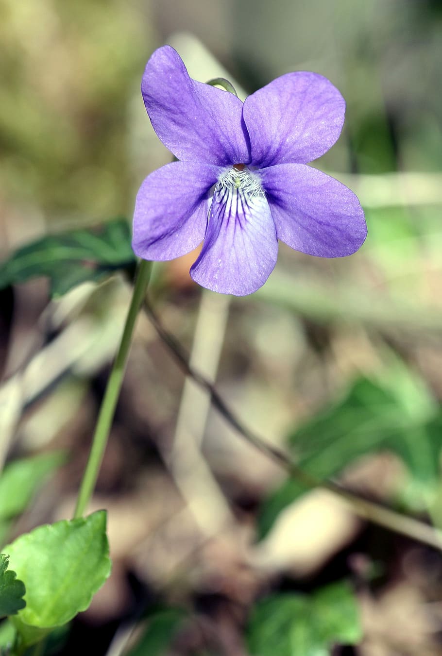 violet, nature, plant, leaf, flower, flowering plant, freshness HD wallpaper