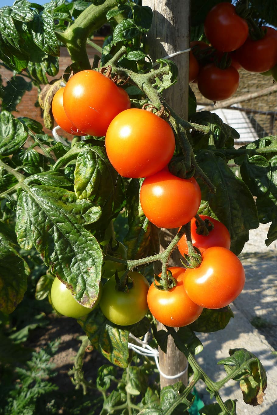 Tomatoes, Crop, Garden, food and drink, agriculture, no people HD wallpaper