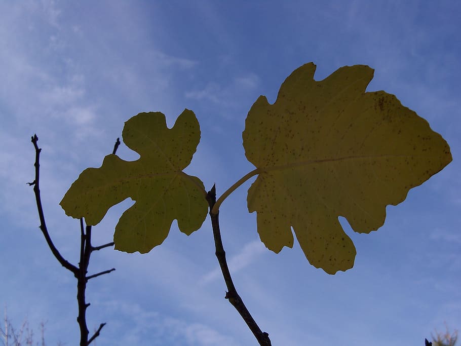 Fig, Plants, Leaves, autumn, tree, silhouette, no people, outdoors HD wallpaper