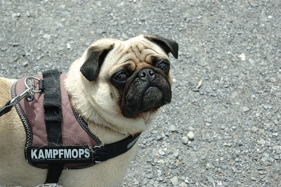 adult fawn pug, Dog, Dangerous, threatening, funny, pets, animal HD wallpaper