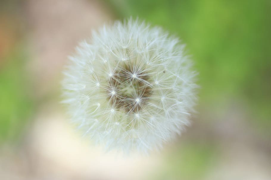fluff, dandelion, dandelion fluff, flower, flowering plant HD wallpaper