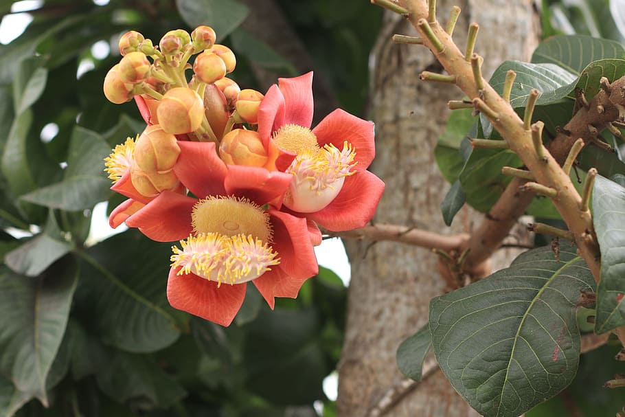 blurred background, united sa la, focus, sharp, flowering plant HD wallpaper