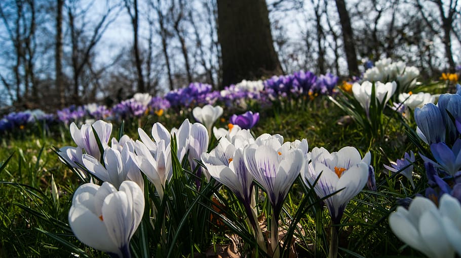 crocus, flowers, outdoor, spring, nature, bloom, grass, splendor HD wallpaper