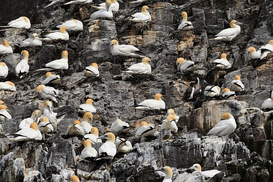 Gannets, Seabird, Colony, lighthouse, coastline, natural, atlantic HD wallpaper