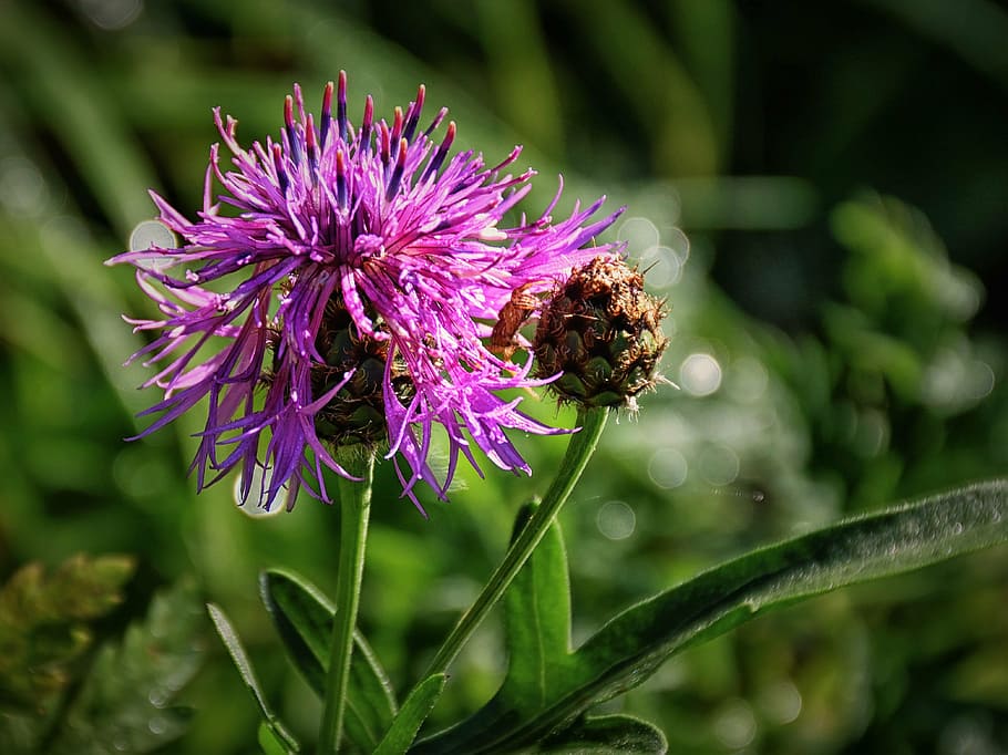 thistle, close, blossom, bloom, plant, nature, flower, green HD wallpaper
