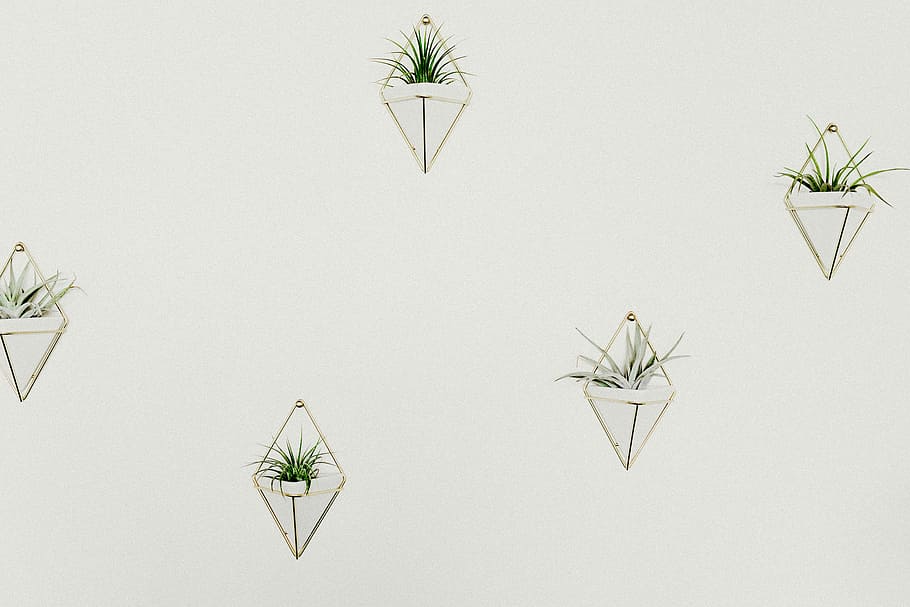 green plants, green spider plants in white flower pots on wall HD wallpaper
