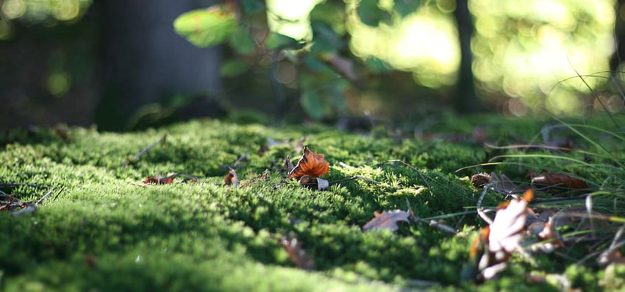 selective focus photograph of dried leaf on grass, forest floor HD wallpaper