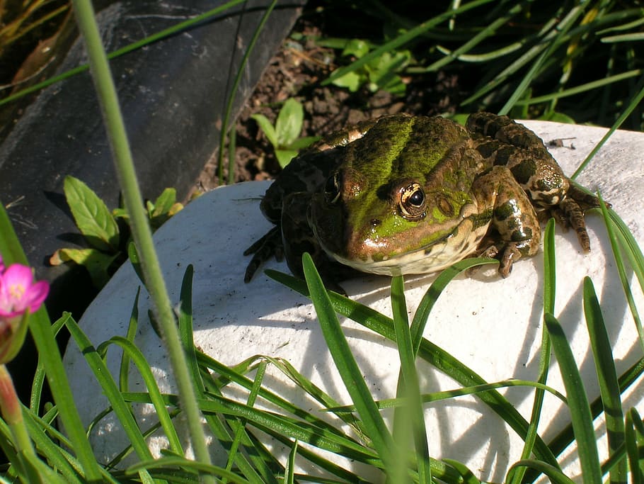 frog, pond, garden, water, green, water frog, garden pond, frog pond, HD wallpaper