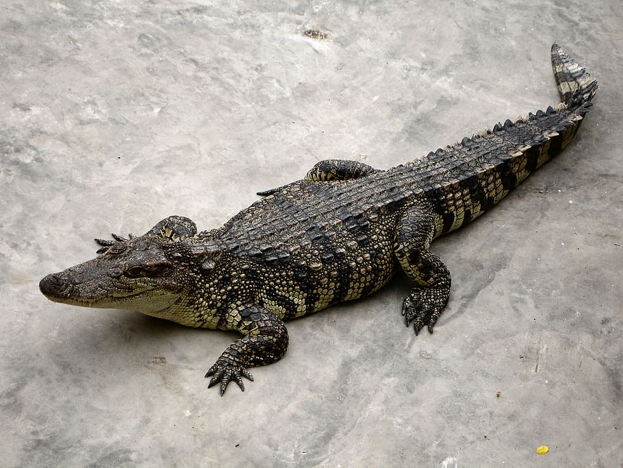alligator, reptile, dangerous, predator, crocodile, animal themes HD wallpaper