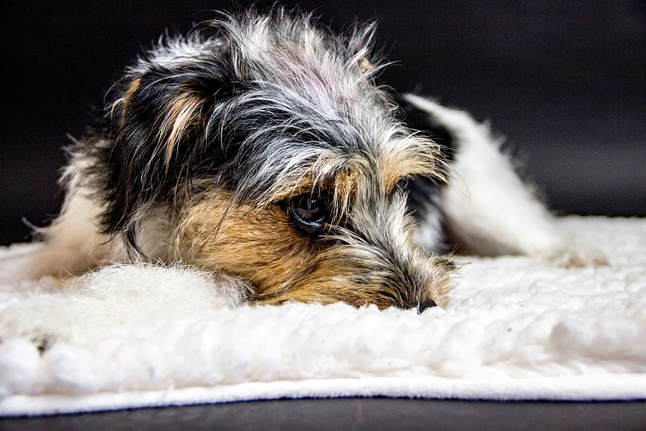 jack russel terrier, dog lady, small hybrid, sweet, animal portrait, HD wallpaper