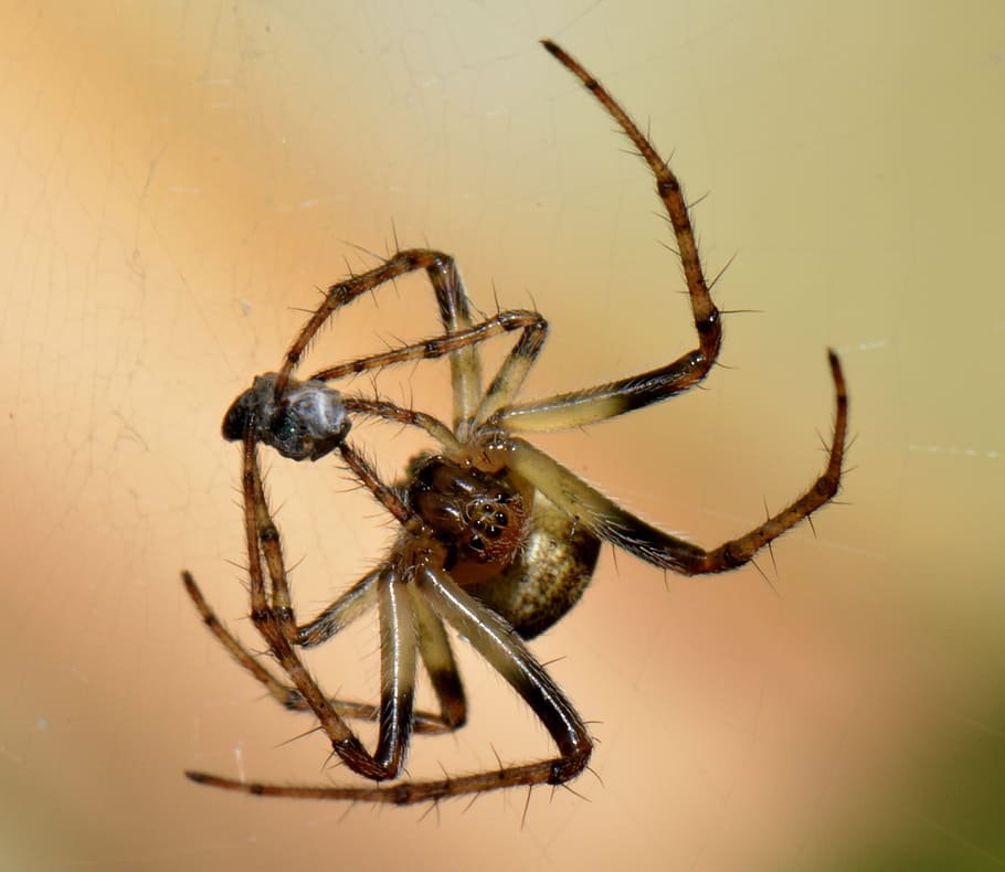 spin, bug, macro, prey, animal, invertebrate, animal themes HD wallpaper