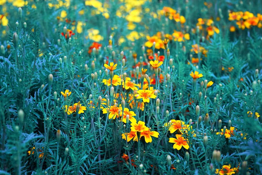 yellow-and-red marigold flower field, orange, flowers, garden flowers