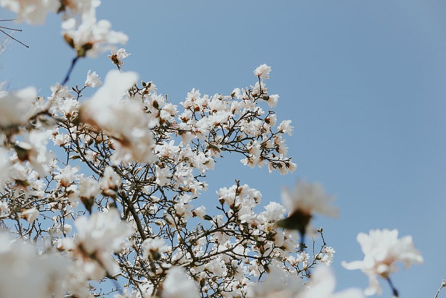 selective focus photography of white cherry blossom tree, flower HD wallpaper