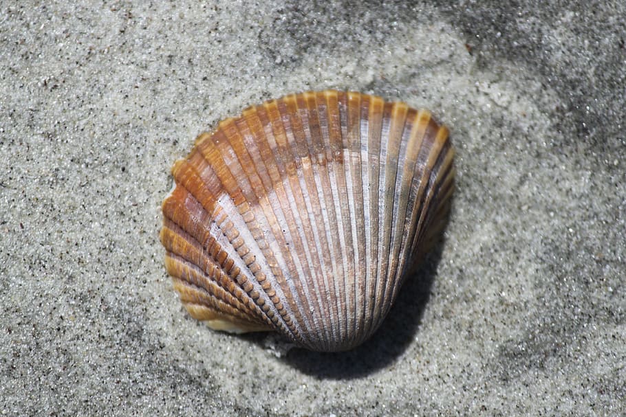 HD wallpaper: shell, beach, sand, oyster, seashore, marine, organism, dead  | Wallpaper Flare