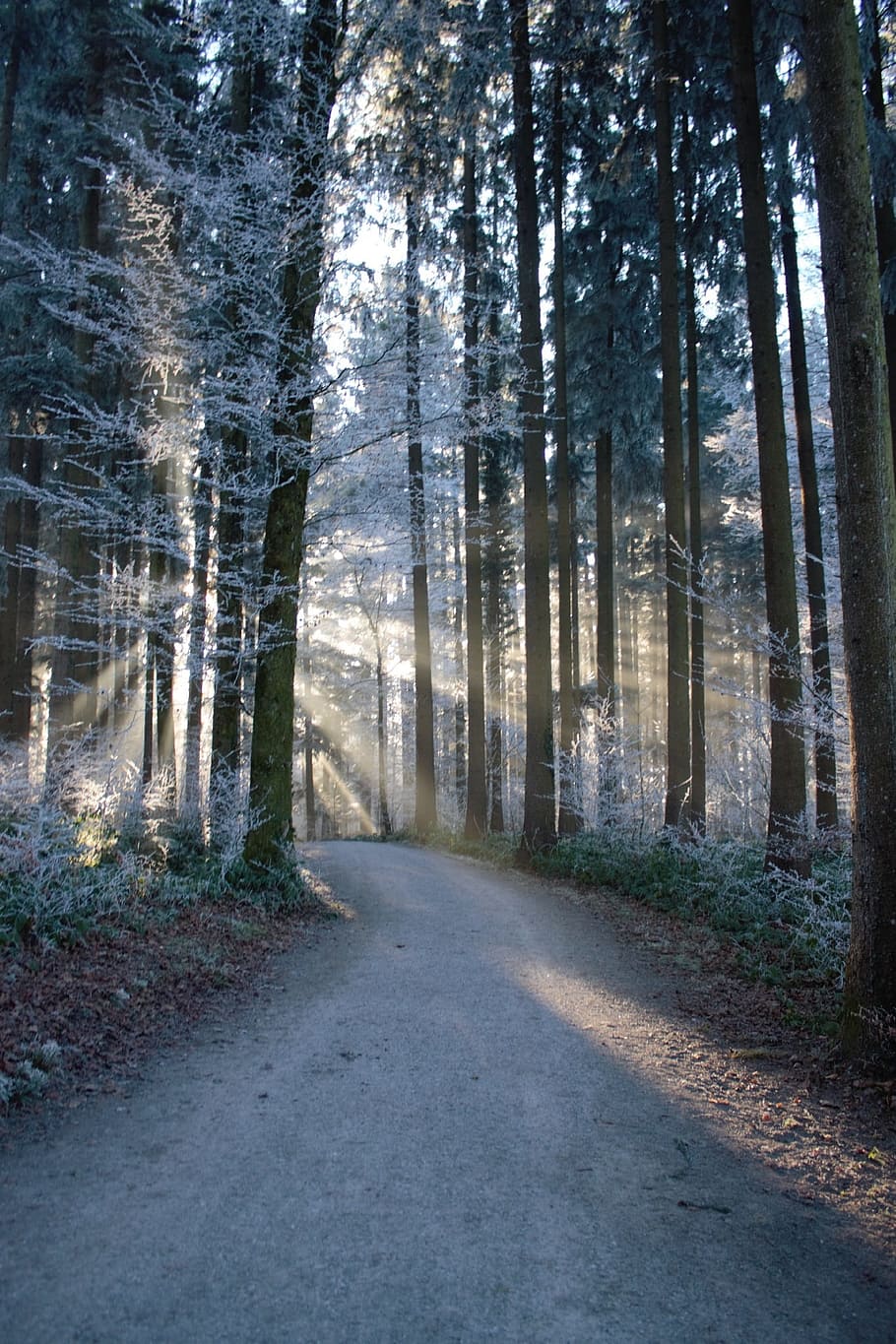 Forest, Sunrays, Pathway, Magical, winter, snow, frost, light HD wallpaper