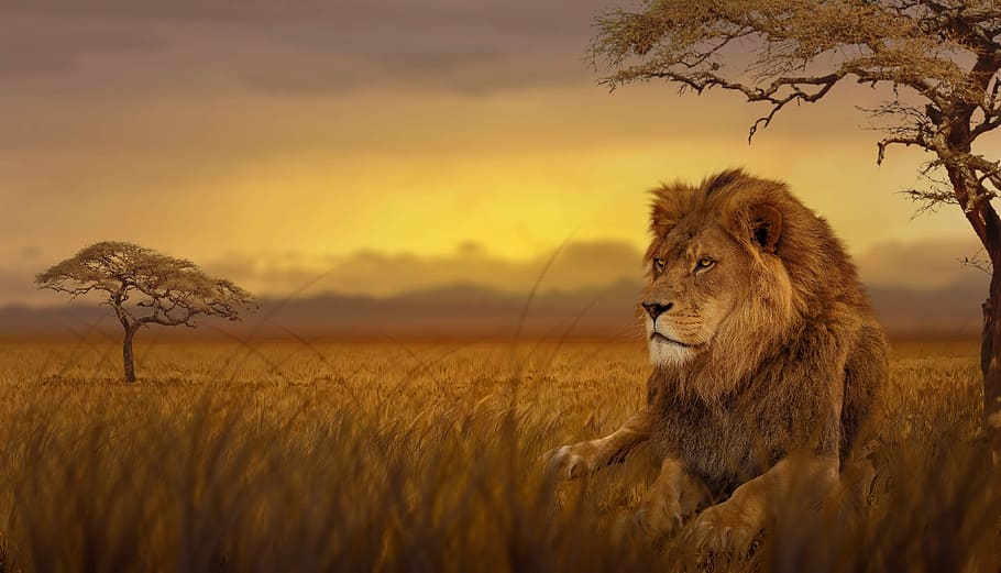 lion lying on brown grass field near trees, savannah, nature, HD wallpaper