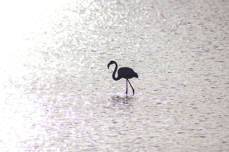silhouette of flamingo on body of water, sun, reflection, alone HD wallpaper
