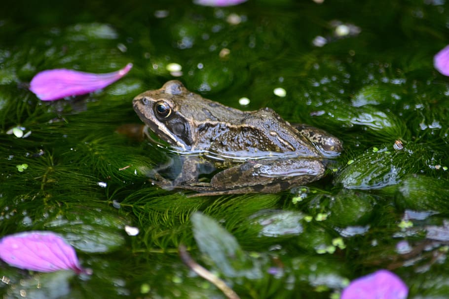 frogs, ponds, green, water, animals, mammals, aquatic, wildlife, HD wallpaper