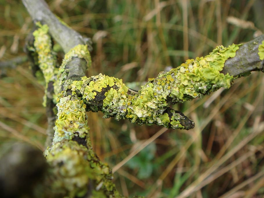 Log, Lichen, Weave, Plant, Nature, green, one animal, animal wildlife HD wallpaper