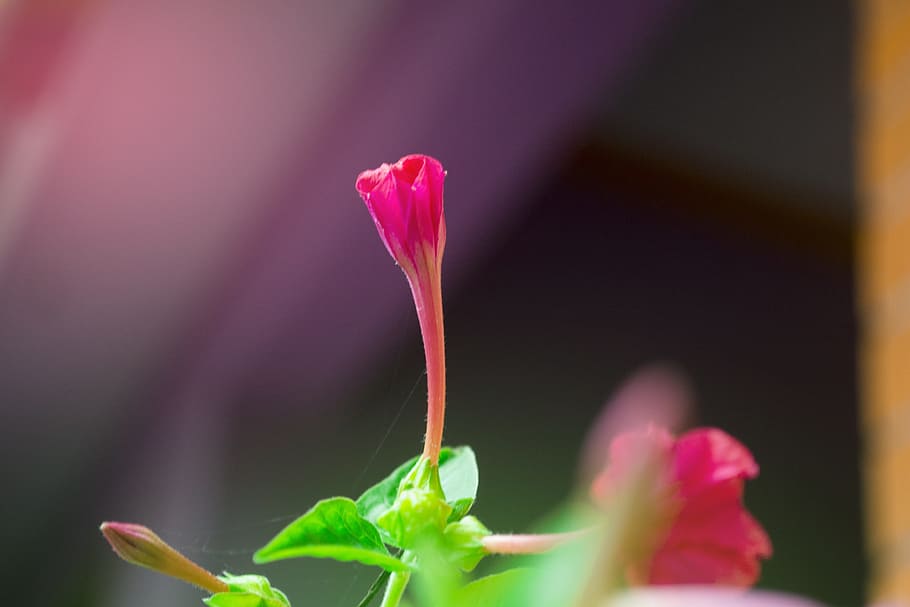flower, rose, green, red, blossom, floral, nature, white, petal HD wallpaper