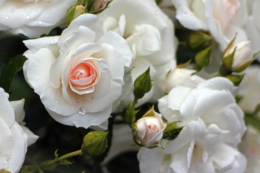 close up photo of white roses, blossom, bloom, cream, flowers HD wallpaper