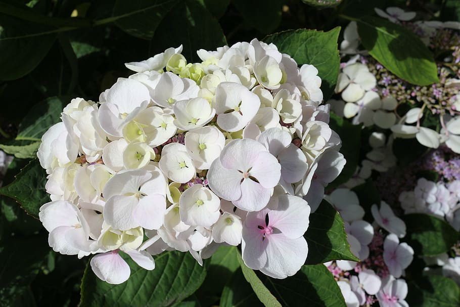 hydrangea, white, blossom, bloom, flower garden, flowering plant HD wallpaper