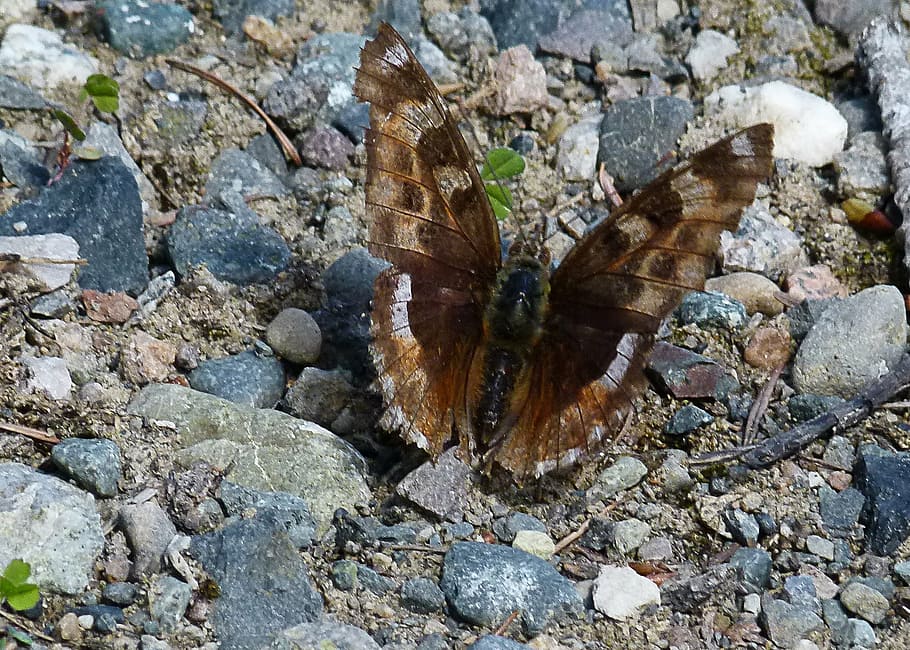 butterfly, rocks, sitting, insect, nature, animal, natural HD wallpaper