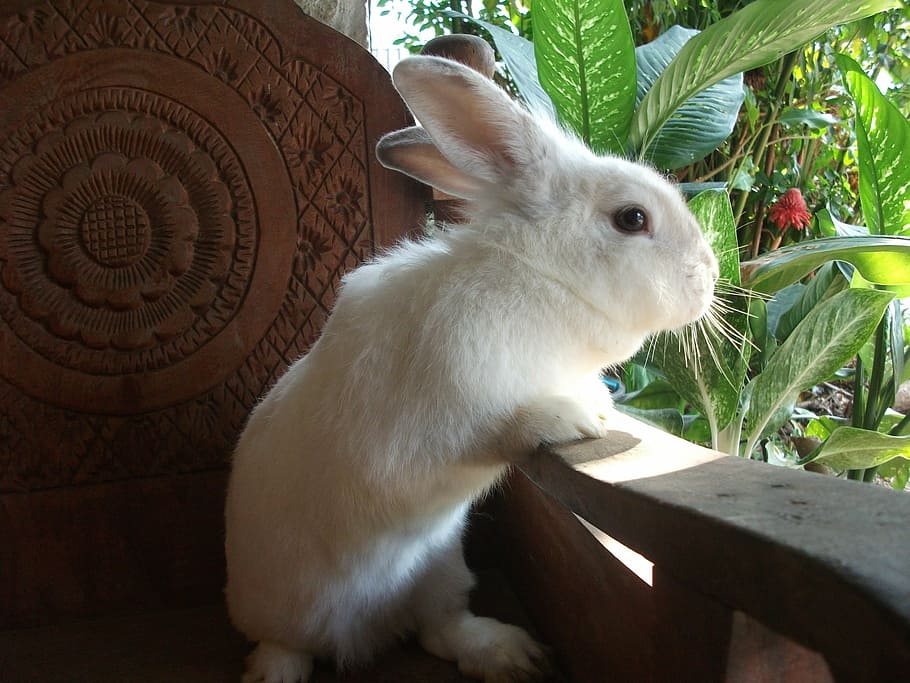 white rabbit leaning on wooden armchair, the bunny house, thailand, HD wallpaper