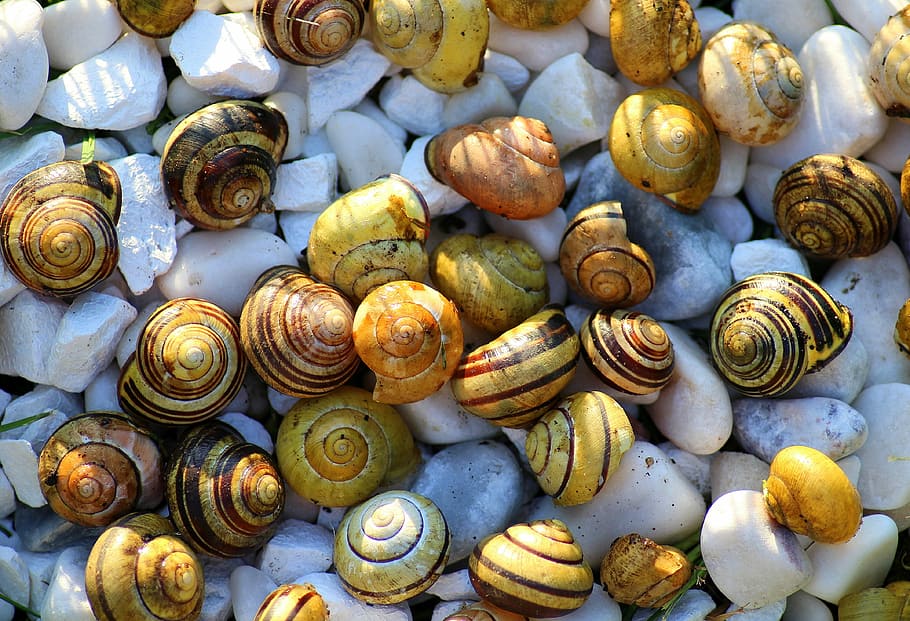 seashells on white stone pebbles, snails, crustaceans, the set HD wallpaper