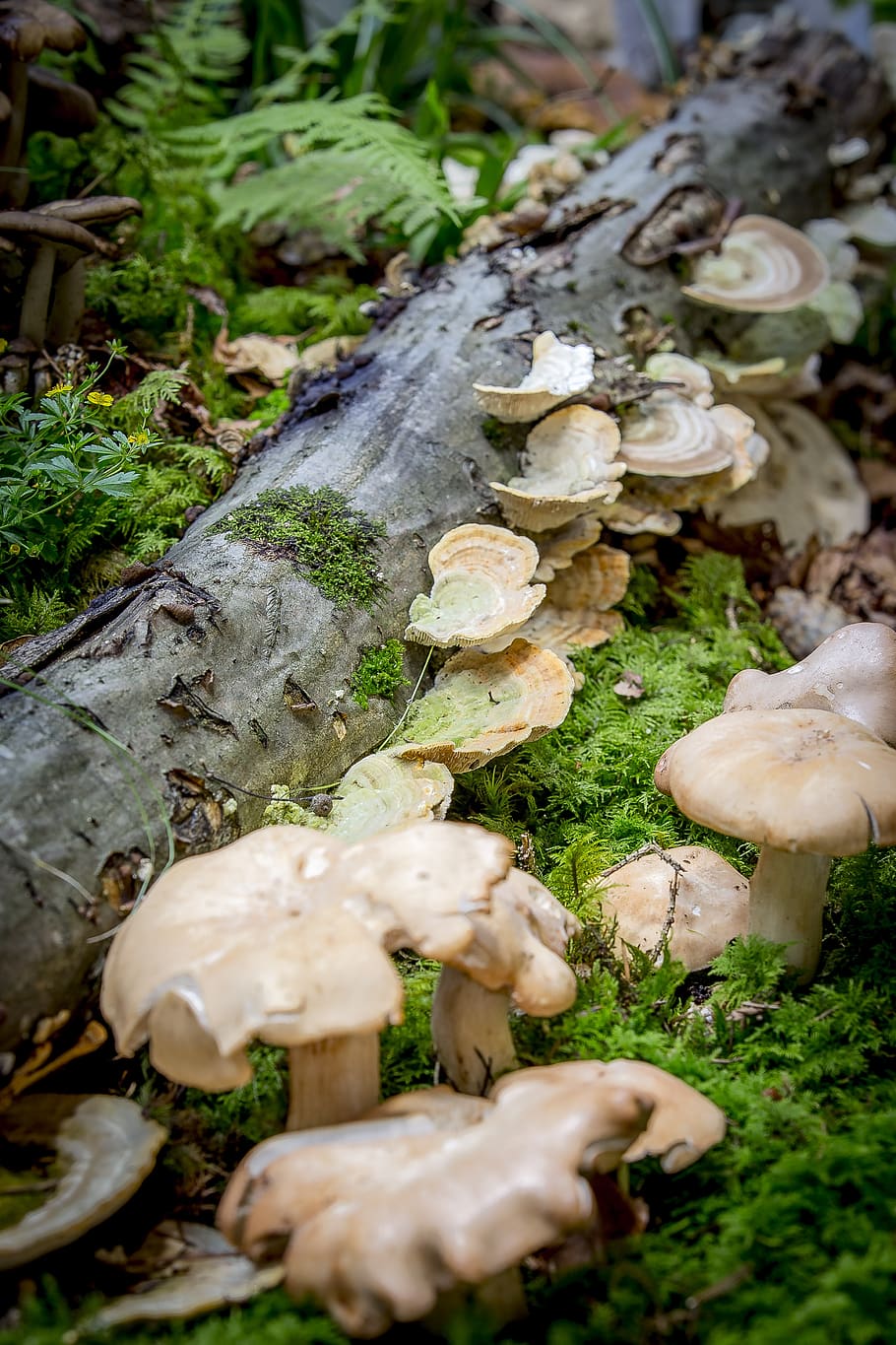 mushroom, moss, autumn, ochre turkey tail, milchling, agaric, HD wallpaper