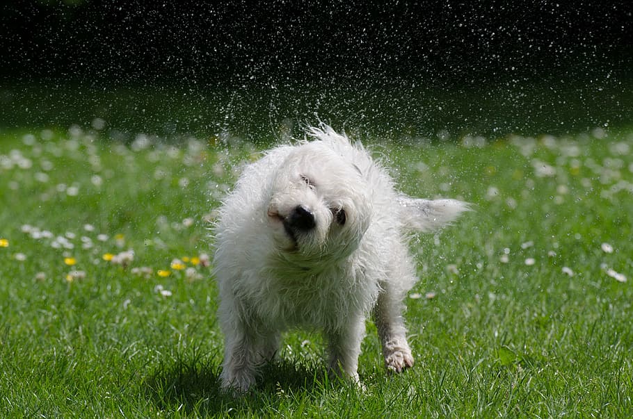 medium-coated white dog waving head at daytime, dog shakes itself, HD wallpaper