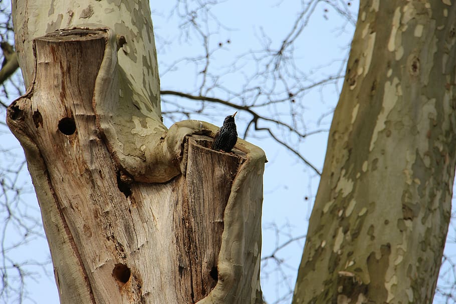 starling, tree, nature, bird, european, animal, wildlife, outdoors HD wallpaper