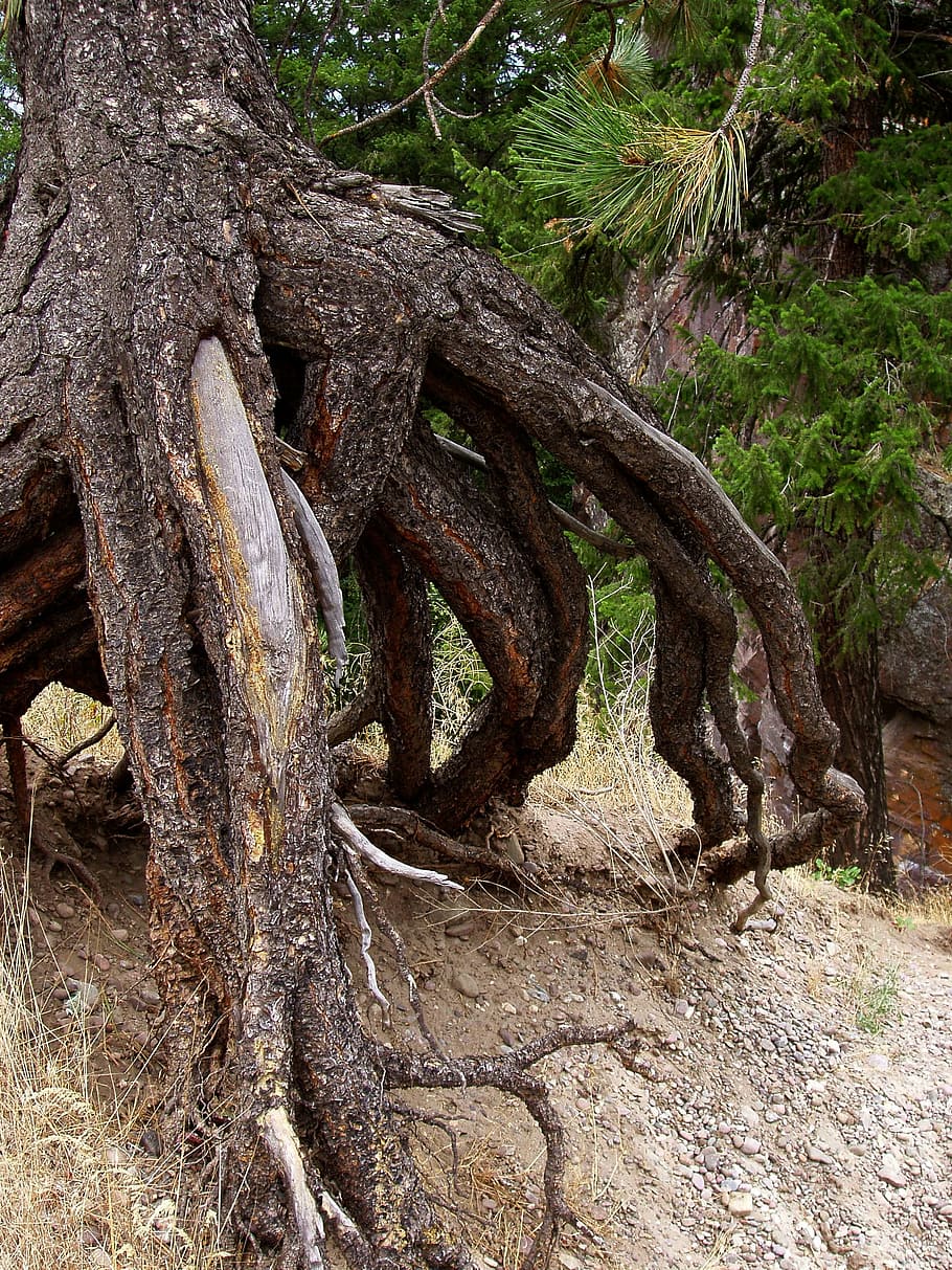 tree, roots, nature, dry, pine, pine needles, plant, trunk HD wallpaper