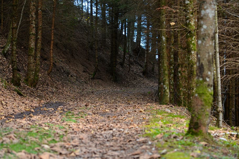 forest path, leaves, tree, land, woodland, tree trunk, plant HD wallpaper