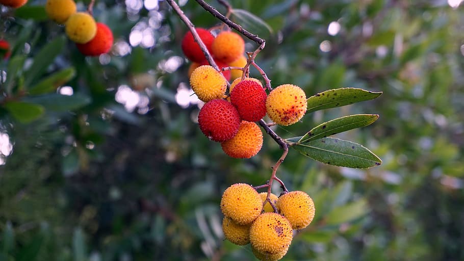 fruit, nature, tree, leaf, food, branch, plant, season, color HD wallpaper