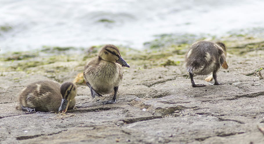 Ducklings, Chicks, Water, Cute, animal children, ducks, duck family HD wallpaper