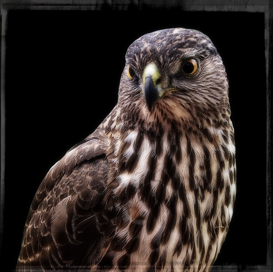 Falcon, Frame, Bird, Feathered, wild, nature, wild life predator HD wallpaper