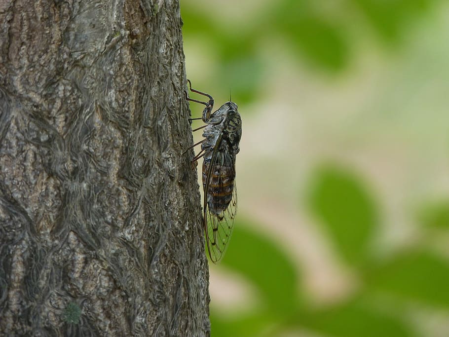 cicada, insect, nature, bug, animal, tree, wildlife, summer HD wallpaper