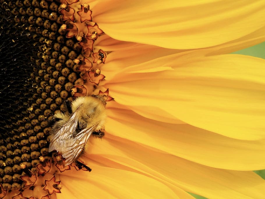 bee, bumblebee, pollinate, sunflower, insect, nature, yellow HD wallpaper