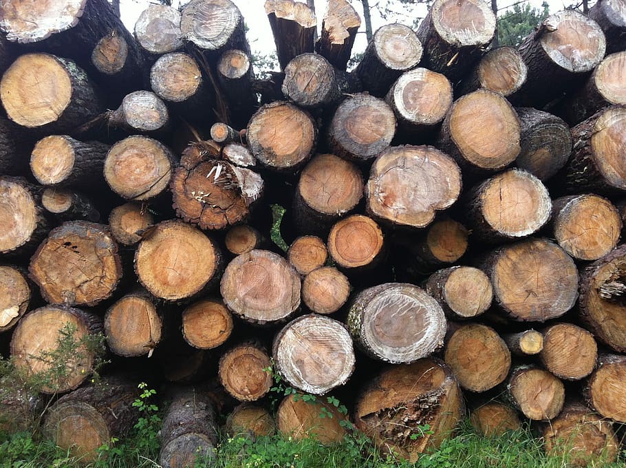 Wood, Texture, Tree, Trunk, Nature, holiday, france, old, tree trunk HD wallpaper