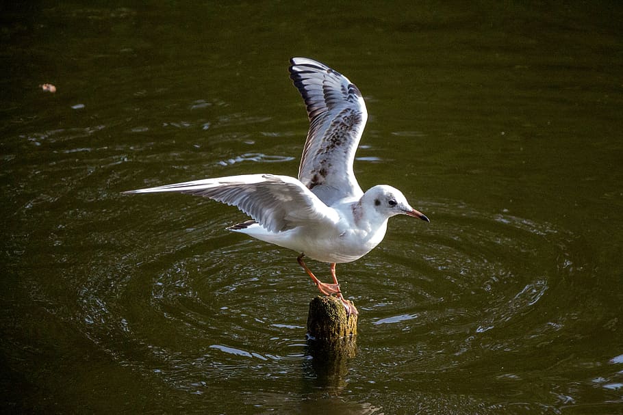 seagull, water, river, bird, animal, wind, swim, on the water HD wallpaper