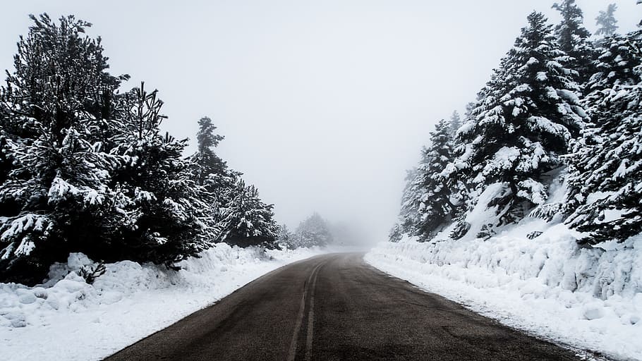snow, winter, white, cold, weather, ice, trees, plants, nature HD wallpaper
