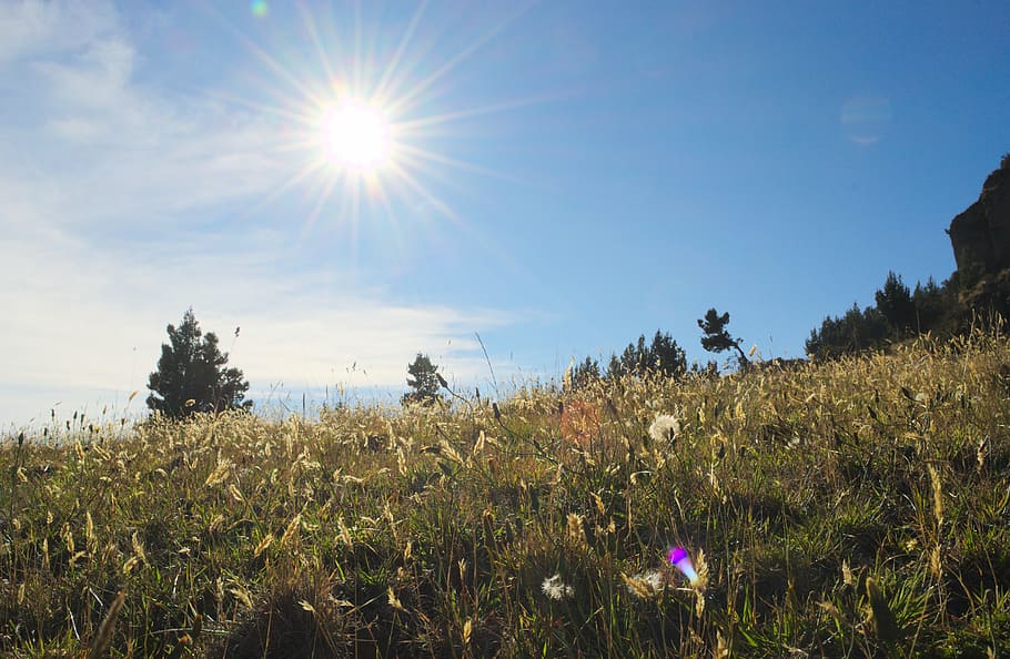 green grass under blue sky, photo, flowers, sunlight, sunshine HD wallpaper