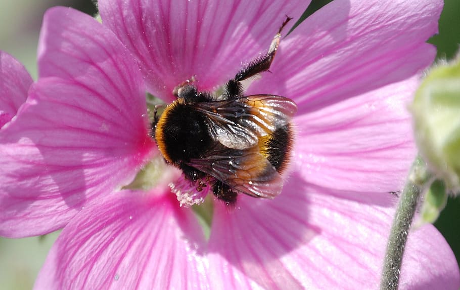 bee, wings, stripes, insect, macro, mallow, pollen, nectar HD wallpaper