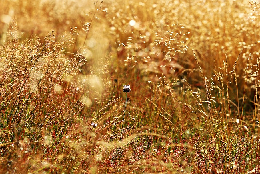 grass, forest grass, meadow, cornflower, flowers, summer, wild flowers HD wallpaper